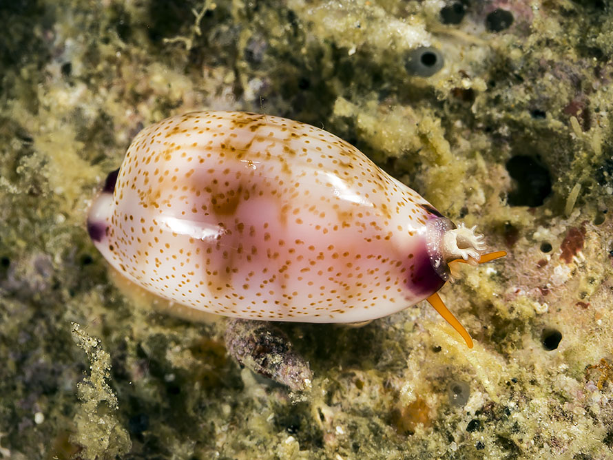 Purpuradusta microdon